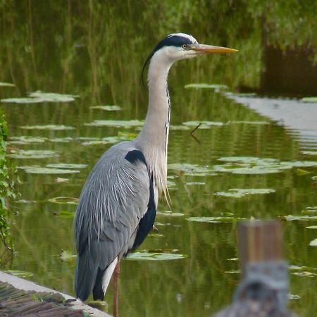 Rustig Gelegen Chalet Kapeki Met Tuin Aan Het Water ゲール エクステリア 写真